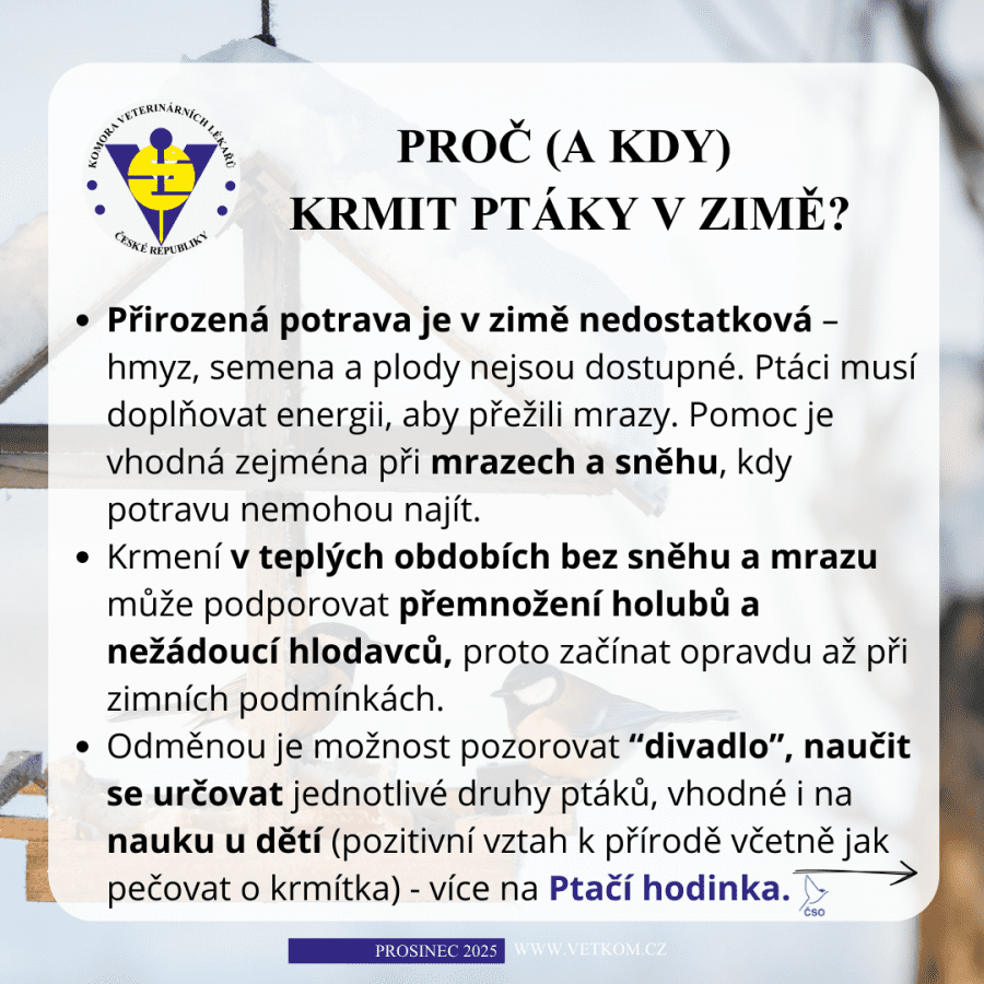 2025-12-08-02. ldy krmit ptáky v zimě.png
